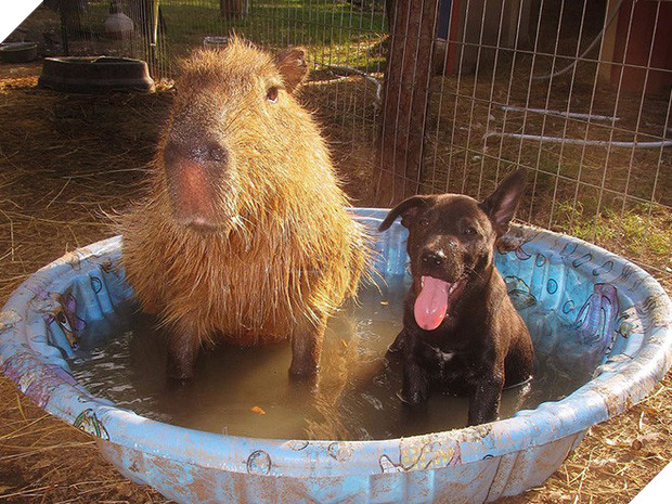 Chỉ mong đời thật an nhiên và yên bình như chuột lang béo ú: Thân thiện như hoa hậu hoàn vũ, giao lưu từ đầu gấu cho tới hiền lành trong giới động vật 6