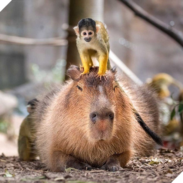 Chỉ mong đời thật an nhiên và yên bình như chuột lang béo ú: Thân thiện như hoa hậu hoàn vũ, giao lưu từ đầu gấu cho tới hiền lành trong giới động vật 7