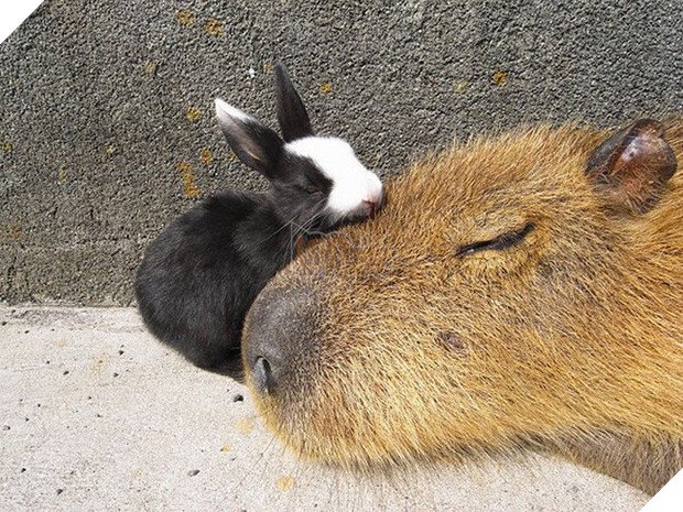 Chỉ mong đời thật an nhiên và yên bình như chuột lang béo ú: Thân thiện như hoa hậu hoàn vũ, giao lưu từ đầu gấu cho tới hiền lành trong giới động vật 8