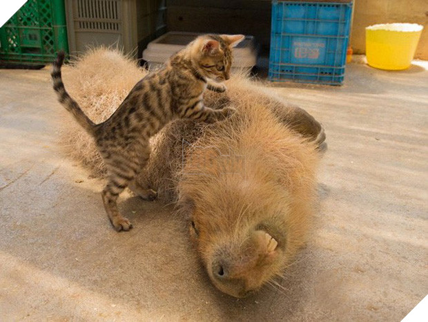 Chỉ mong đời thật an nhiên và yên bình như chuột lang béo ú: Thân thiện như hoa hậu hoàn vũ, giao lưu từ đầu gấu cho tới hiền lành trong giới động vật 9