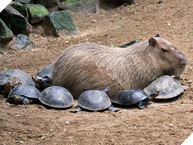 Chỉ mong đời thật an nhiên và yên bình như chuột lang béo ú: Thân thiện như hoa hậu hoàn vũ, giao lưu từ đầu gấu cho tới hiền lành trong giới động vật 10
