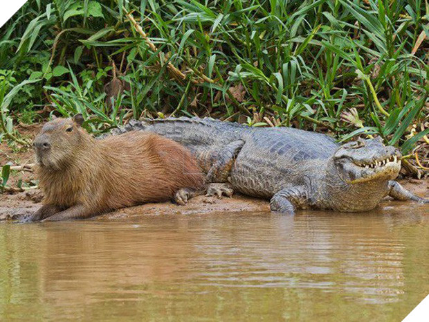 Chỉ mong đời thật an nhiên và yên bình như chuột lang béo ú: Thân thiện như hoa hậu hoàn vũ, giao lưu từ đầu gấu cho tới hiền lành trong giới động vật 11