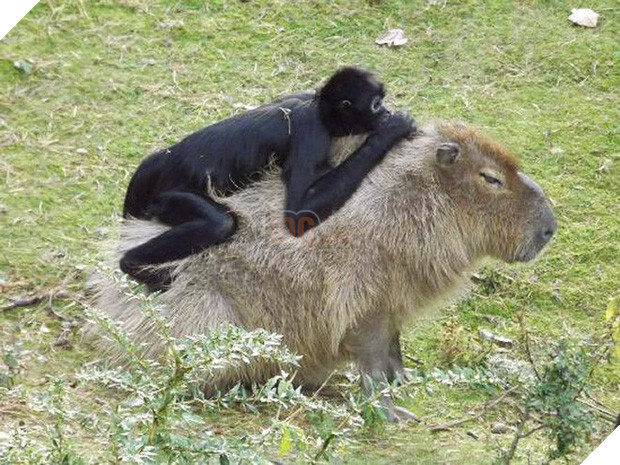 Chỉ mong đời thật an nhiên và yên bình như chuột lang béo ú: Thân thiện như hoa hậu hoàn vũ, giao lưu từ đầu gấu cho tới hiền lành trong giới động vật 12