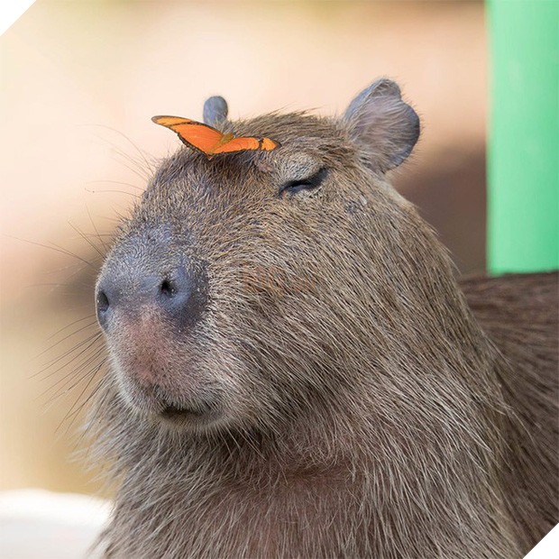 Chỉ mong đời thật an nhiên và yên bình như chuột lang béo ú: Thân thiện như hoa hậu hoàn vũ, giao lưu từ đầu gấu cho tới hiền lành trong giới động vật 13