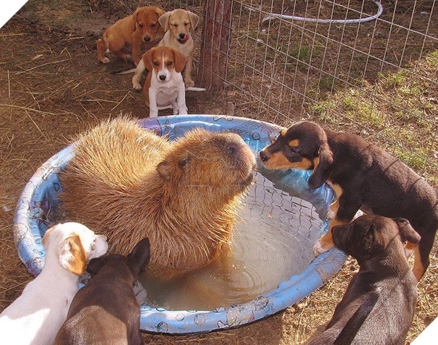 Chỉ mong đời thật an nhiên và yên bình như chuột lang béo ú: Thân thiện như hoa hậu hoàn vũ, giao lưu từ đầu gấu cho tới hiền lành trong giới động vật 14