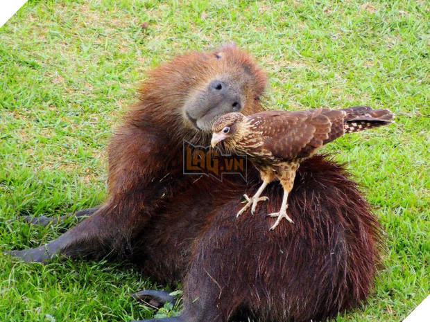 Chỉ mong đời thật an nhiên và yên bình như chuột lang béo ú: Thân thiện như hoa hậu hoàn vũ, giao lưu từ đầu gấu cho tới hiền lành trong giới động vật 15
