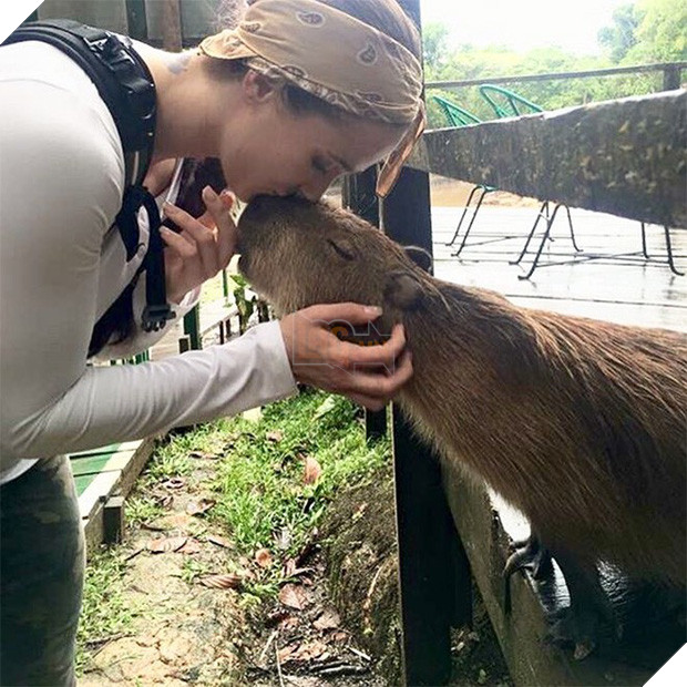 Chỉ mong đời thật an nhiên và yên bình như chuột lang béo ú: Thân thiện như hoa hậu hoàn vũ, giao lưu từ đầu gấu cho tới hiền lành trong giới động vật 16