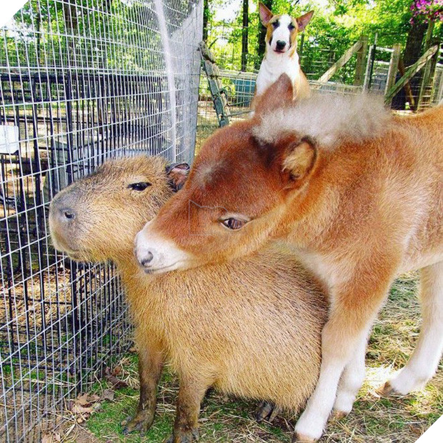 Chỉ mong đời thật an nhiên và yên bình như chuột lang béo ú: Thân thiện như hoa hậu hoàn vũ, giao lưu từ đầu gấu cho tới hiền lành trong giới động vật 17