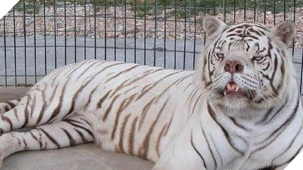 Sự thật đau lòng đằng sau những con hổ trắng oai hùng: Khi biểu tượng huyền thoại là sản phẩm của một ngành công nghiệp siêu lợi nhuận nhưng phi đạo đức - Ảnh 4.