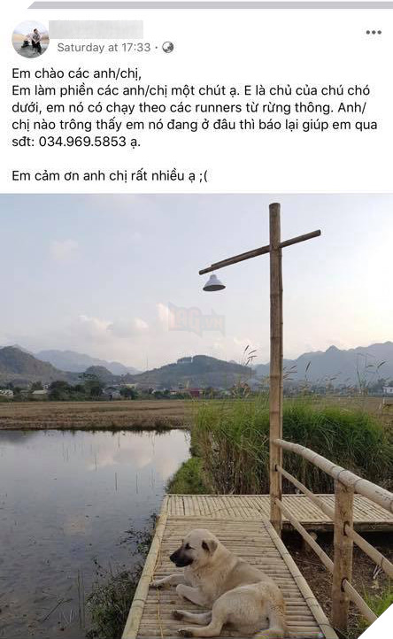 Ham vui, chú cún đuổi theo đoàn chạy Marathon suốt 42 km giành luôn chức vô địch, khiến cho chủ phải hoảng hồn đón về bằng taxi