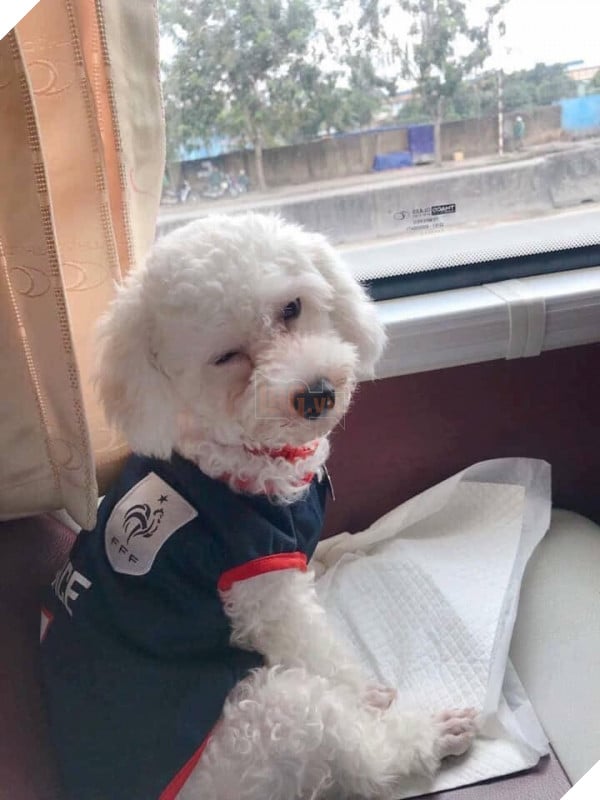 TẾT ĐẾN RỒI Cư dân mạng hài hước chia sẻ ảnh mang thú cưng về quê ăn Tết