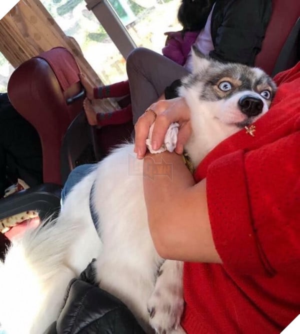 TẾT ĐẾN RỒI Cư dân mạng hài hước chia sẻ ảnh mang thú cưng về quê ăn Tết 2