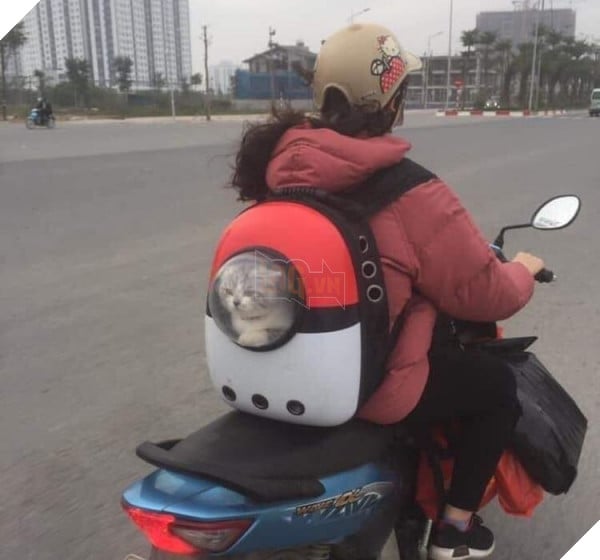 TẾT ĐẾN RỒI Cư dân mạng hài hước chia sẻ ảnh mang thú cưng về quê ăn Tết 6