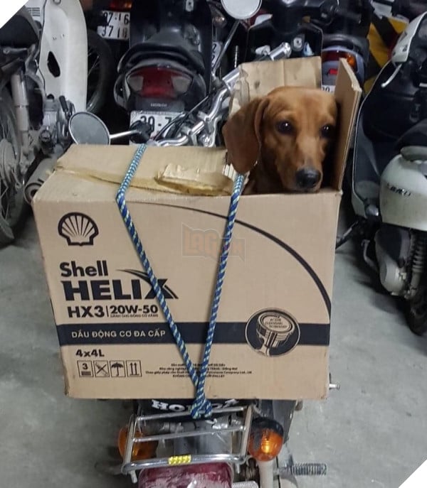 TẾT ĐẾN RỒI Cư dân mạng hài hước chia sẻ ảnh mang thú cưng về quê ăn Tết 7