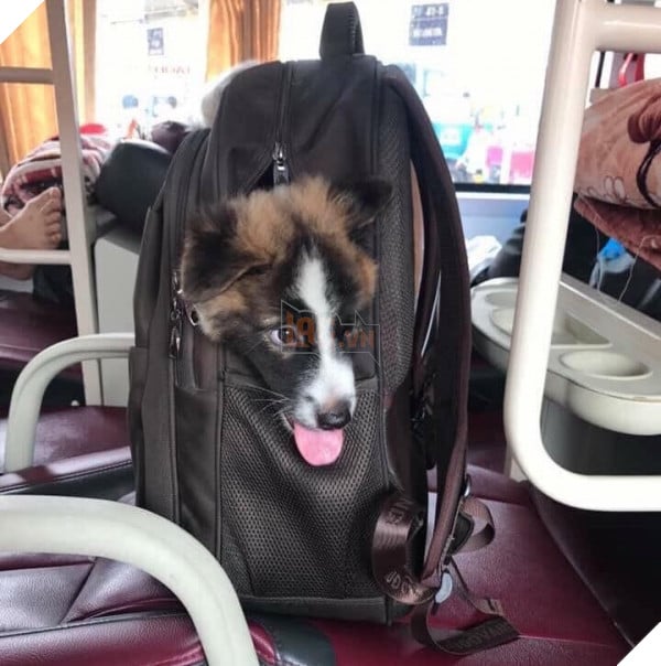 TẾT ĐẾN RỒI Cư dân mạng hài hước chia sẻ ảnh mang thú cưng về quê ăn Tết 8