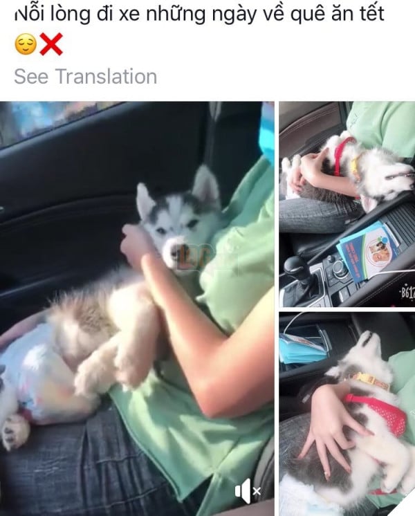 TẾT ĐẾN RỒI Cư dân mạng hài hước chia sẻ ảnh mang thú cưng về quê ăn Tết 9