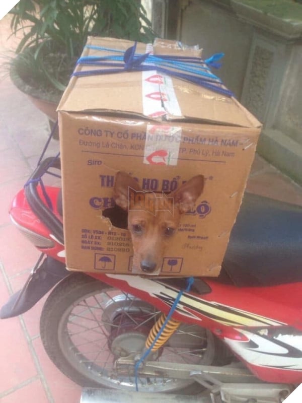 TẾT ĐẾN RỒI Cư dân mạng hài hước chia sẻ ảnh mang thú cưng về quê ăn Tết 11