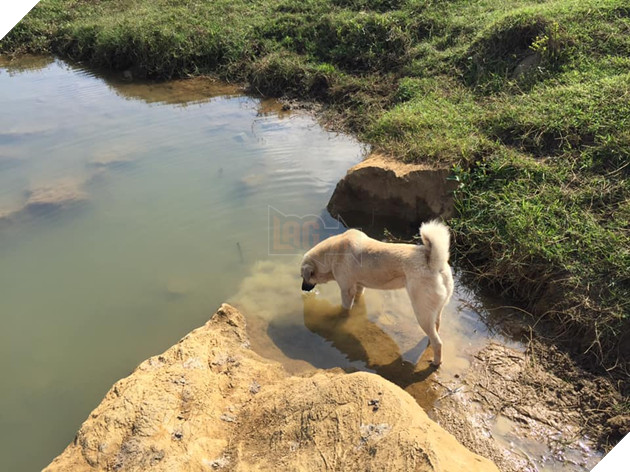 Ham vui, chú cún đuổi theo đoàn chạy Marathon suốt 42 km giành luôn chức vô địch, khiến cho chủ phải hoảng hồn đón về bằng taxi 5