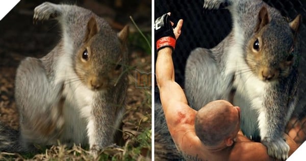 Có thể bạn chưa biết : Những chú sóc đáng yêu khi nhảy từ trên cao xuống sẽ tiếp đất với tư thế của các siêu anh hùng