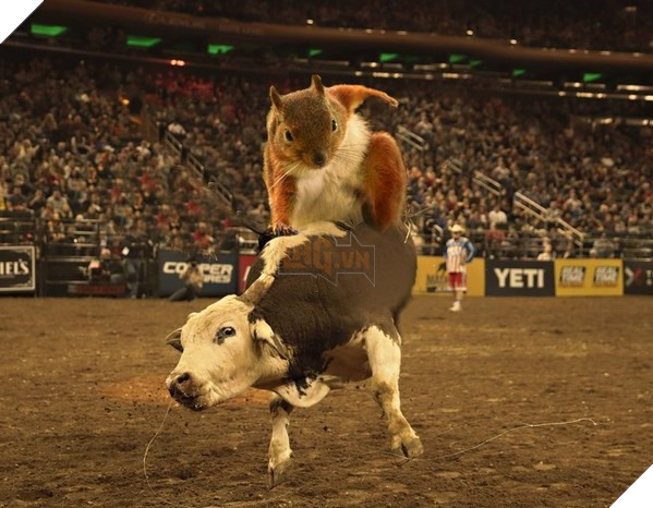 Có thể bạn chưa biết : Những chú sóc đáng yêu khi nhảy từ trên cao xuống sẽ tiếp đất với tư thế của các siêu anh hùng