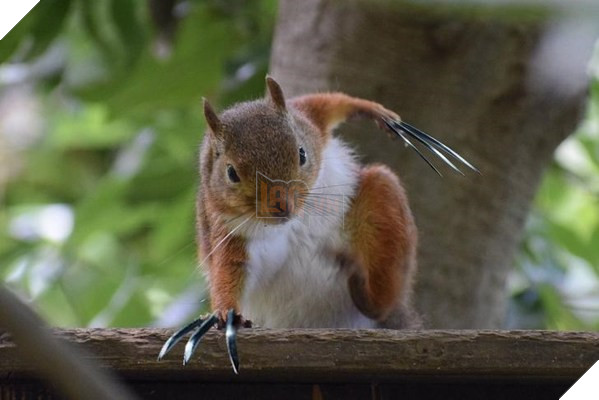 Có thể bạn chưa biết : Những chú sóc đáng yêu khi nhảy từ trên cao xuống sẽ tiếp đất với tư thế của các siêu anh hùng
