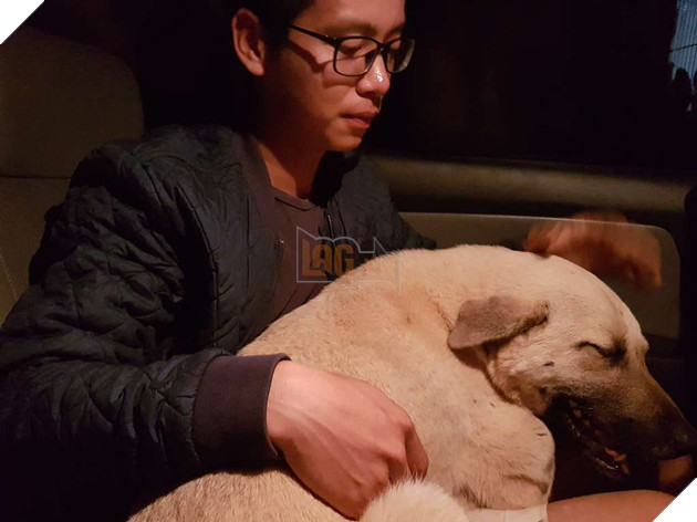 Ham vui, chú cún đuổi theo đoàn chạy Marathon suốt 42 km giành luôn chức vô địch, khiến cho chủ phải hoảng hồn đón về bằng taxi 12