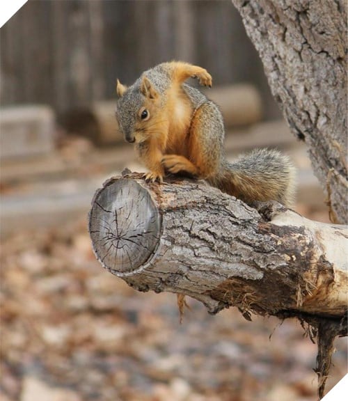  
Chi còn lại sẽ giơ ra sau để giữ thăng bằng.