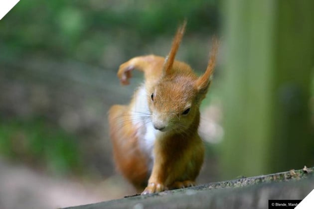  
Chúng sẽ tiếp đất bằng 3 chi.