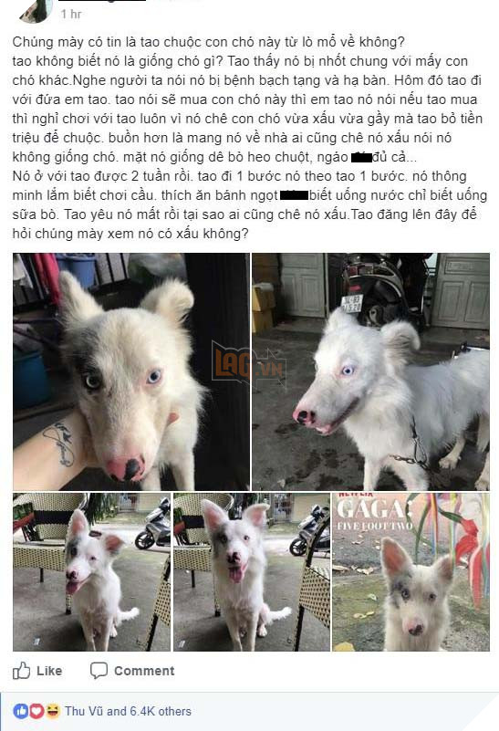 Cô gái buồn lòng vì bị mọi người ném đá với lý do dùng tiền triệu chuộc chú chó xấu xí từ lò mổ