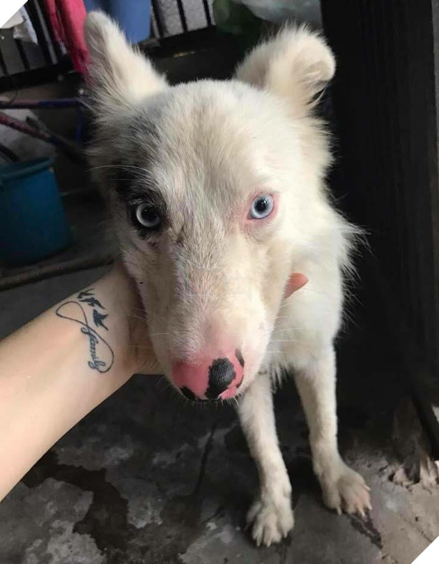 Cô gái buồn lòng vì bị mọi người ném đá với lý do dùng tiền triệu chuộc chú chó xấu xí từ lò mổ 3