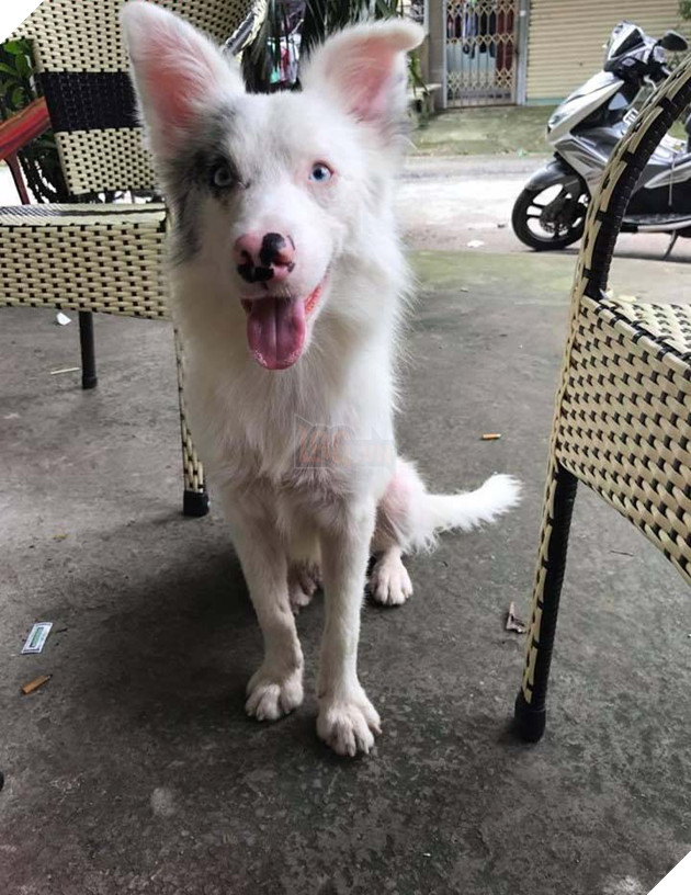 Cô gái buồn lòng vì bị mọi người ném đá với lý do dùng tiền triệu chuộc chú chó xấu xí từ lò mổ 4