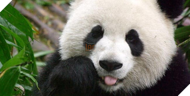  Thiếu gia gấu trúc đi một mình 1 máy bay Boeing cỡ lớn, mang theo 30 cân đồ ăn vặt 2