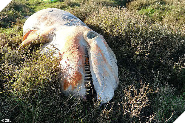 Cá voi sát thủ dạt vào đầm lầy tại Anh lần đầu tiên sau 19 năm: Cả một bụng rỗng tuếch thức ăn nhưng chất đầy rác nhựa