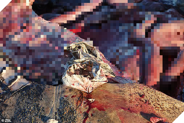 Cá voi sát thủ dạt vào đầm lầy tại Anh lần đầu tiên sau 19 năm: Cả một bụng rỗng tuếch thức ăn nhưng chất đầy rác nhựa 3