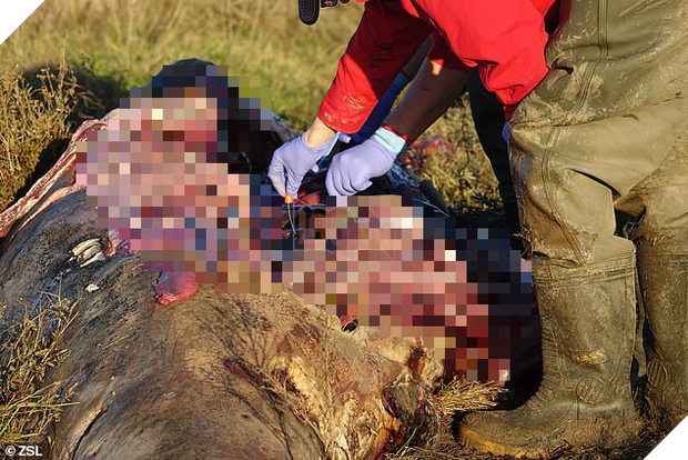 Cá voi sát thủ dạt vào đầm lầy tại Anh lần đầu tiên sau 19 năm: Cả một bụng rỗng tuếch thức ăn nhưng chất đầy rác nhựa 2