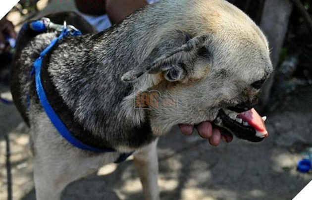 Anh hùng không ngại hiểm nguy cho dù mất đi nửa khuôn mặt