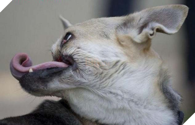 Anh hùng không ngại hiểm nguy cho dù mất đi nửa khuôn mặt 2