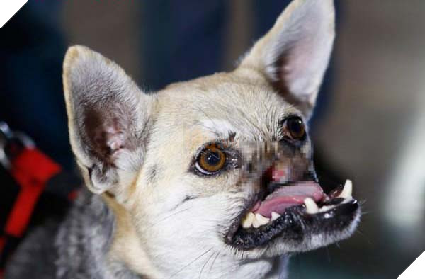 Anh hùng không ngại hiểm nguy cho dù mất đi nửa khuôn mặt 3