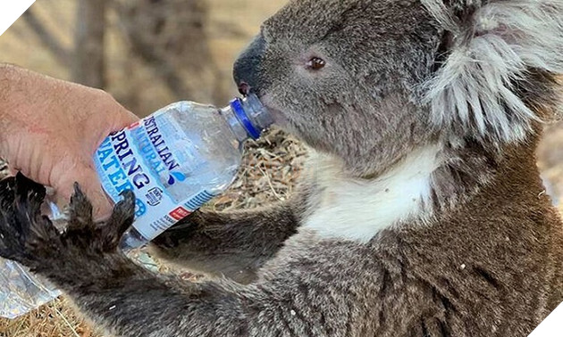 Gấu koala chết sau nỗ lực giải cứu. Ảnh: Reuters.