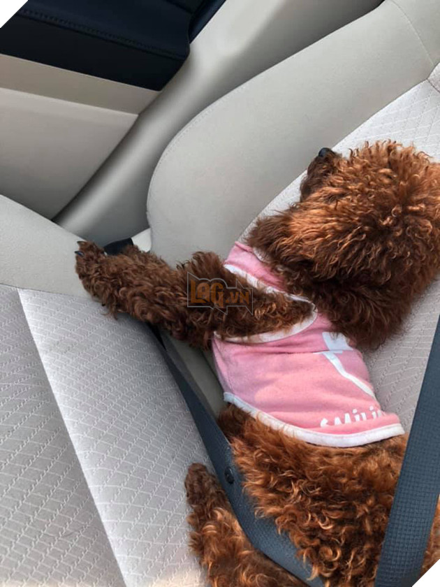 “Đại Boss” về quê ăn Tết sướng hơn chúng ta: Có đứa phè phỡn đi xe 4 bánh, đứa hoá “phượt thủ” cool ngầu 4