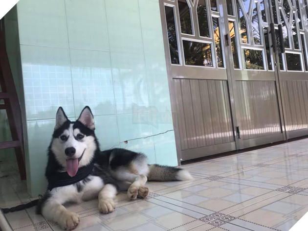 “Đại Boss” về quê ăn Tết sướng hơn chúng ta: Có đứa phè phỡn đi xe 4 bánh, đứa hoá “phượt thủ” cool ngầu 8