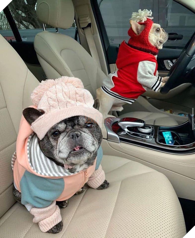 “Đại Boss” về quê ăn Tết sướng hơn chúng ta: Có đứa phè phỡn đi xe 4 bánh, đứa hoá “phượt thủ” cool ngầu