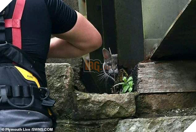 Tiêu tốn 7.500 USD để giải cứu hoàng thượng, nhiệm vụ thất bại, mèo chán và đi về