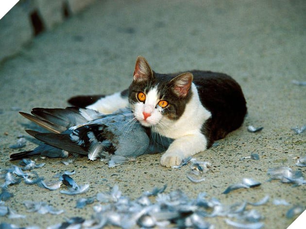 Đây là lý do tại sao những con mèo đang làm cho thảm họa cháy rừng ở Úc thêm tồi tệ