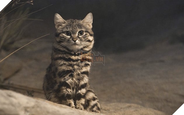 Đây là lý do tại sao những con mèo đang làm cho thảm họa cháy rừng ở Úc thêm tồi tệ 6