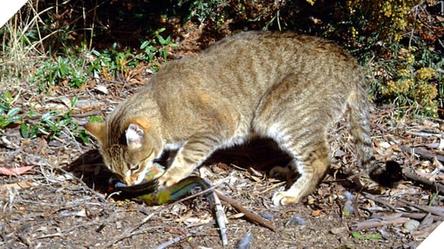 Đây là lý do tại sao những con mèo đang làm cho thảm họa cháy rừng ở Úc thêm tồi tệ 3