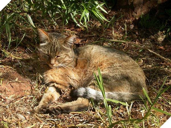 Đây là lý do tại sao những con mèo đang làm cho thảm họa cháy rừng ở Úc thêm tồi tệ 2