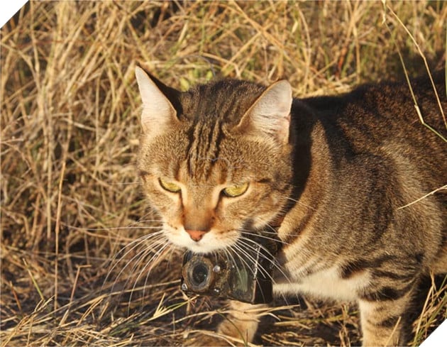 Đây là lý do tại sao những con mèo đang làm cho thảm họa cháy rừng ở Úc thêm tồi tệ 4