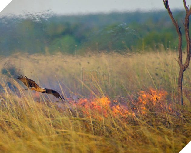 Đây là lý do tại sao những con mèo đang làm cho thảm họa cháy rừng ở Úc thêm tồi tệ 5