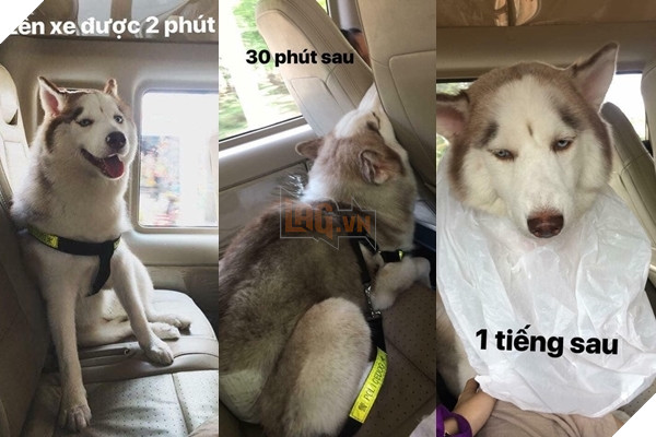  
Trông có chán đời không cơ chứ. (Ảnh: Soha)